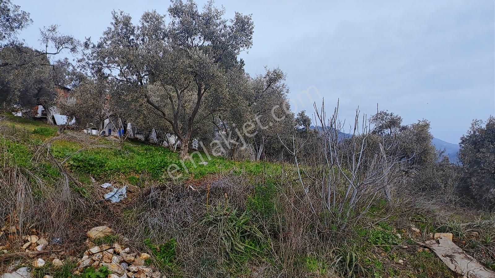 Aydın Germencik Dağyeni' Satılık 24.702 M2 İncir Bahçesi - Görsel 19