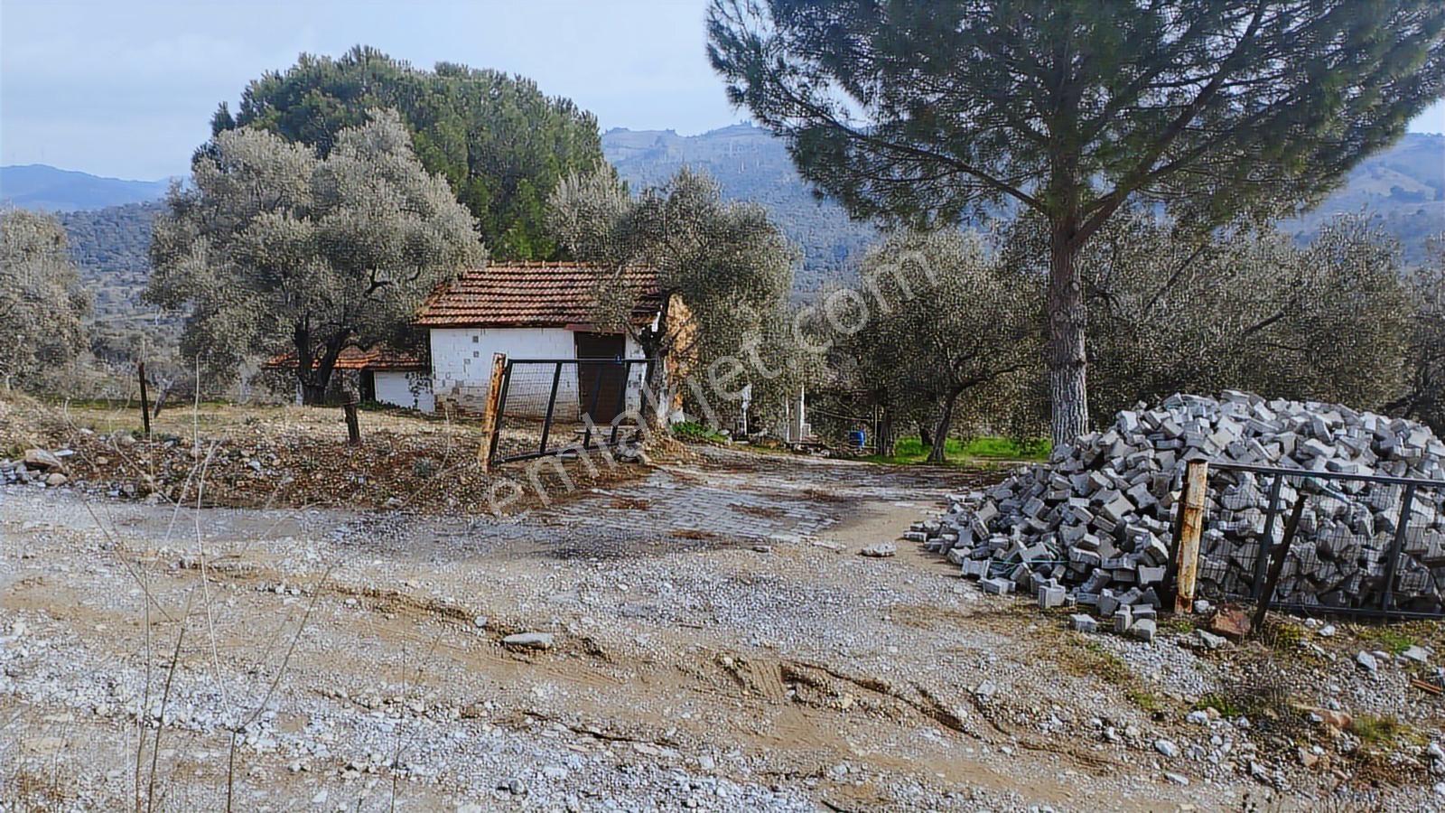 Aydın Germencik Dağyeni' Satılık 24.702 M2 İncir Bahçesi - Görsel 35