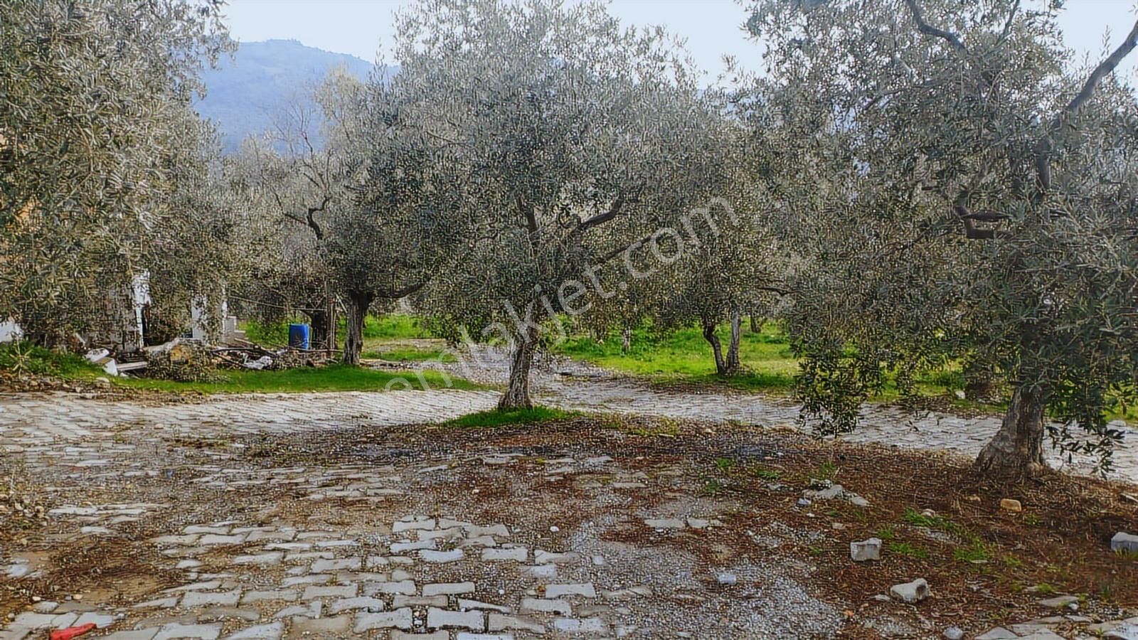 Aydın Germencik Dağyeni' Satılık 24.702 M2 İncir Bahçesi - Görsel 12