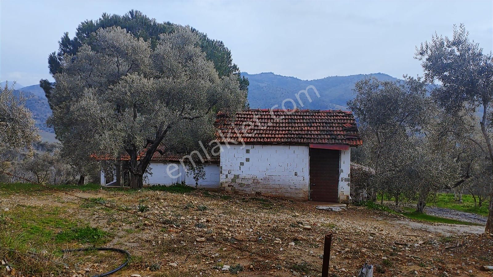 Aydın Germencik Dağyeni' Satılık 24.702 M2 İncir Bahçesi - Görsel 2