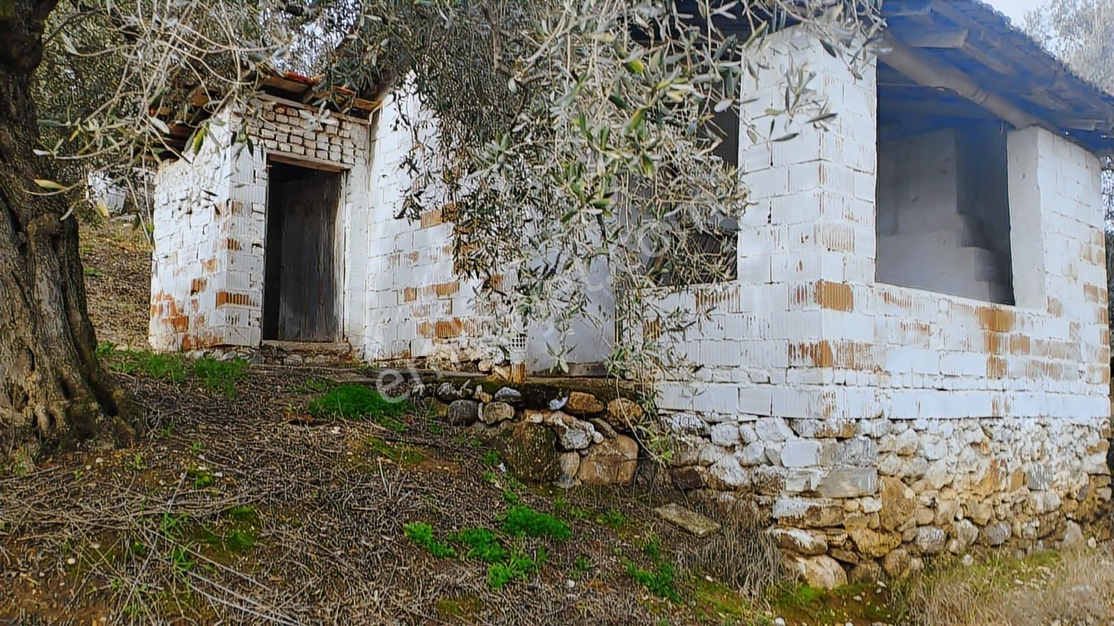 Aydın Germencik Dağyeni' Satılık 24.702 M2 İncir Bahçesi - Görsel 24