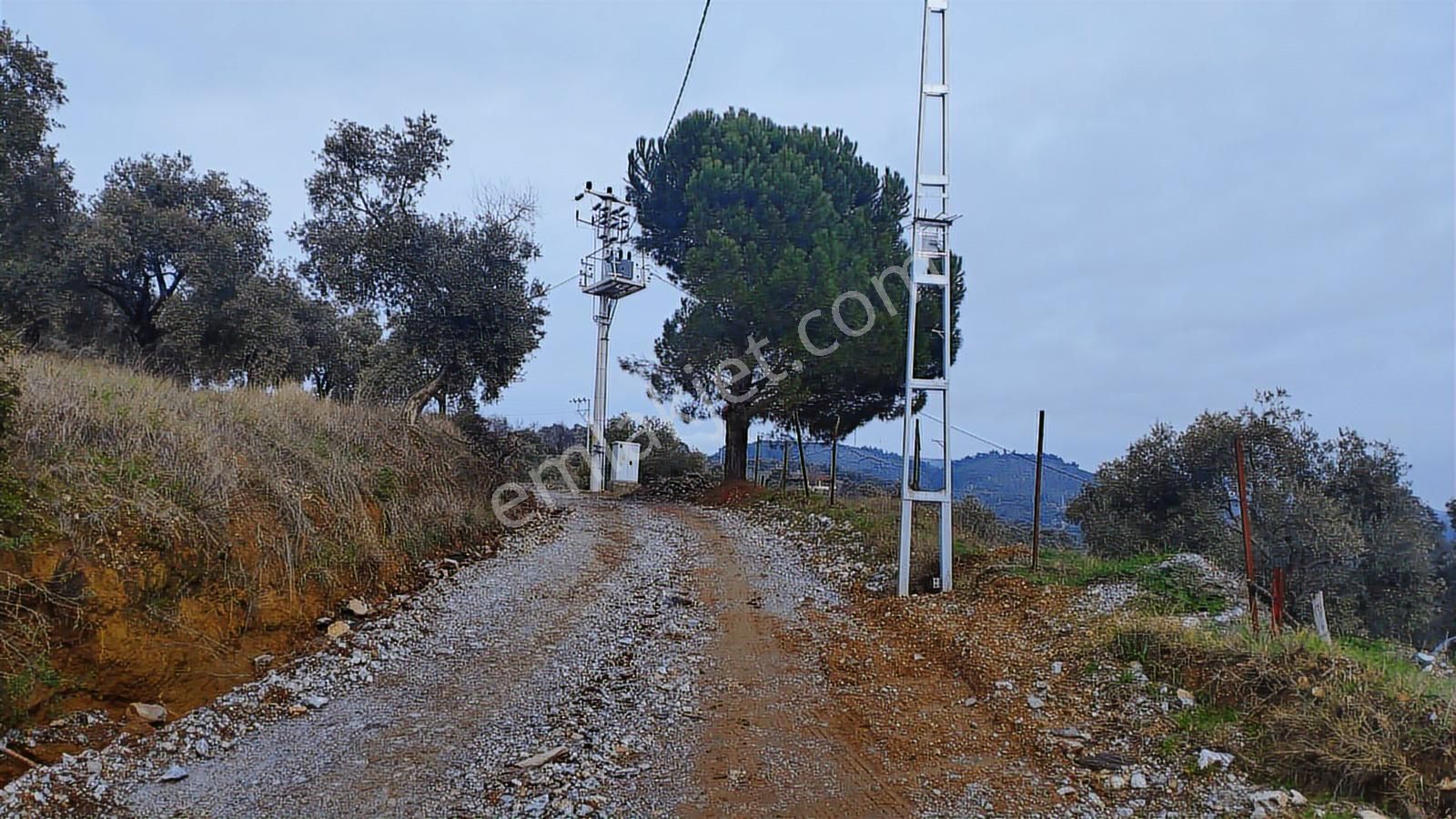 Aydın Germencik Dağyeni' Satılık 24.702 M2 İncir Bahçesi - Görsel 9