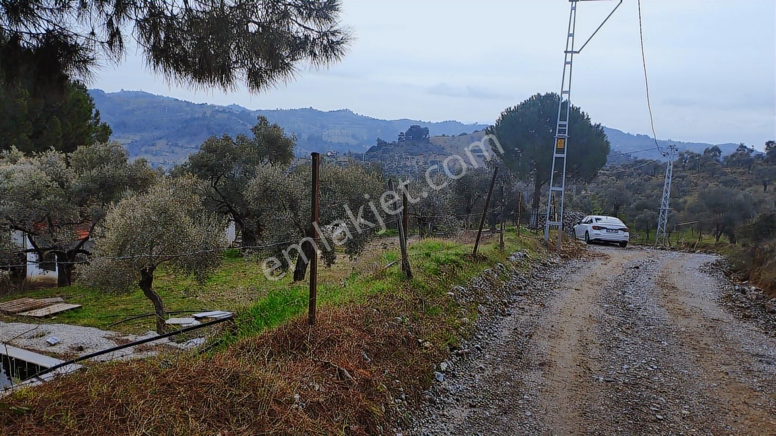 Aydın Germencik Dağyeni' Satılık 24.702 M2 İncir Bahçesi - Görsel 15