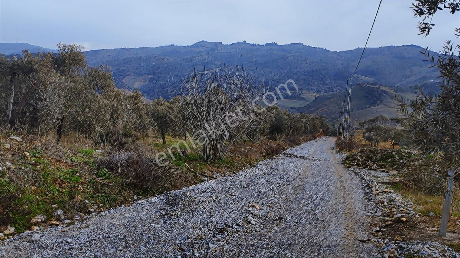 Aydın Germencik Dağyeni' Satılık 24.702 M2 İncir Bahçesi - Görsel 23