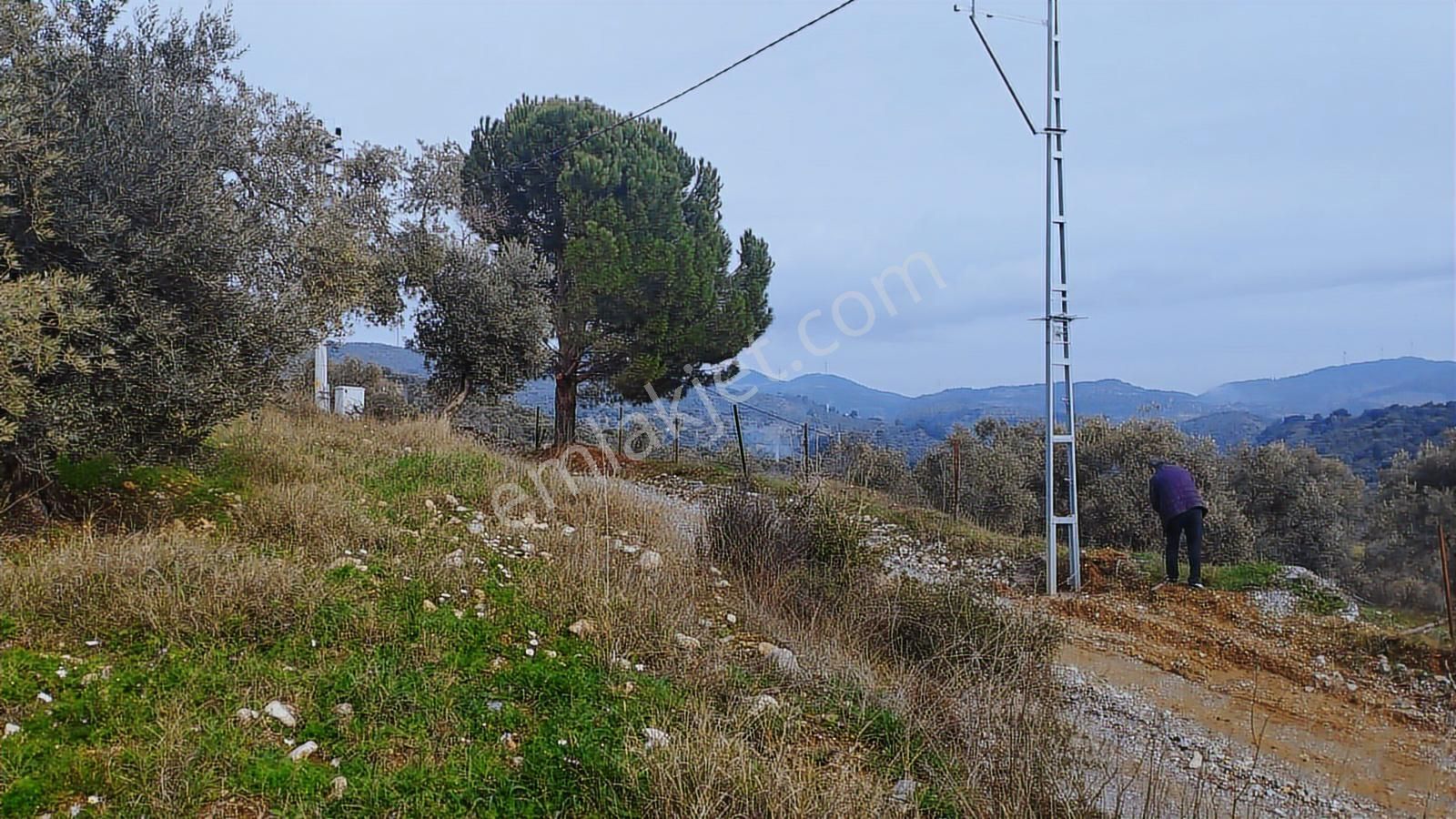 Aydın Germencik Dağyeni' Satılık 24.702 M2 İncir Bahçesi - Görsel 29