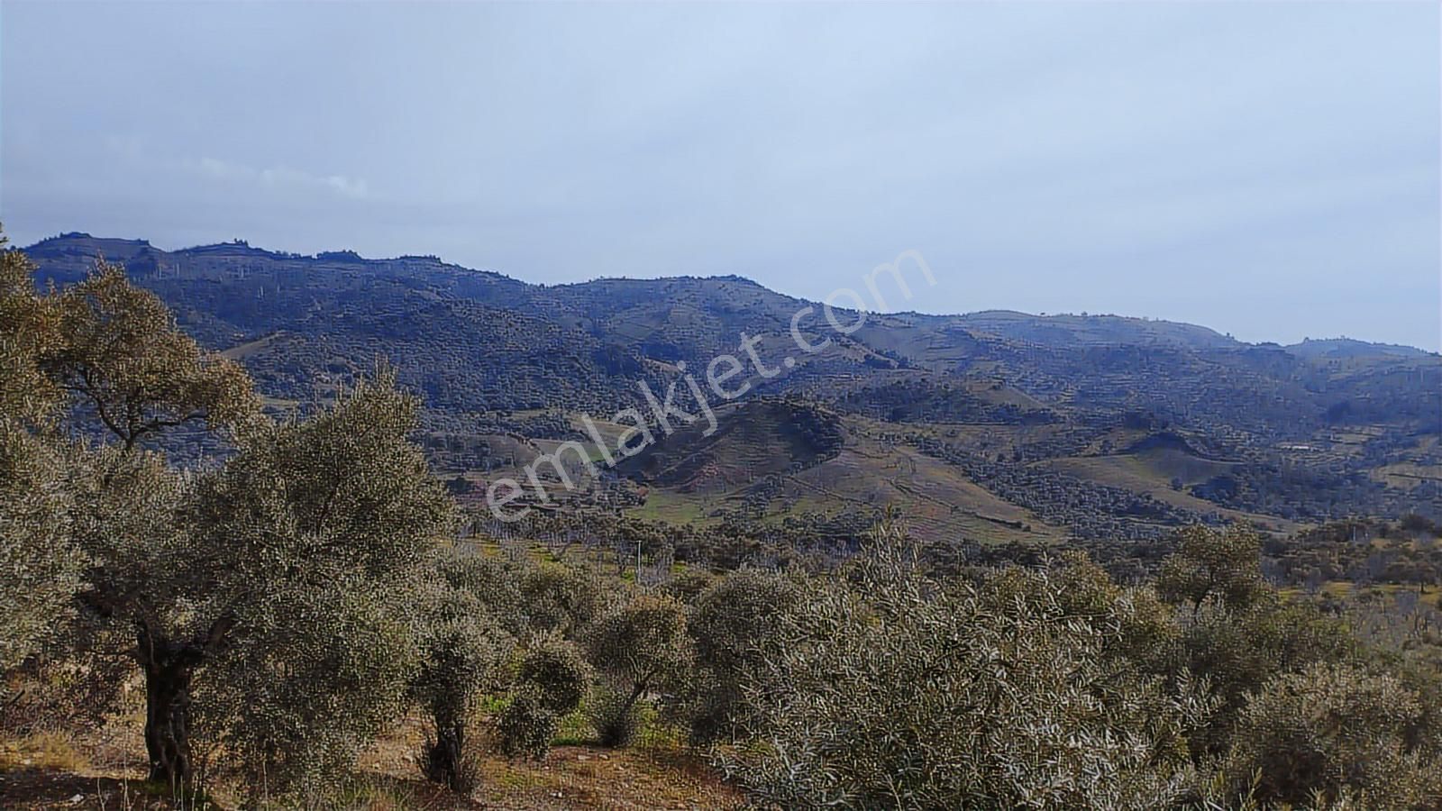 Aydın Germencik Dağyeni' Satılık 24.702 M2 İncir Bahçesi - Görsel 8