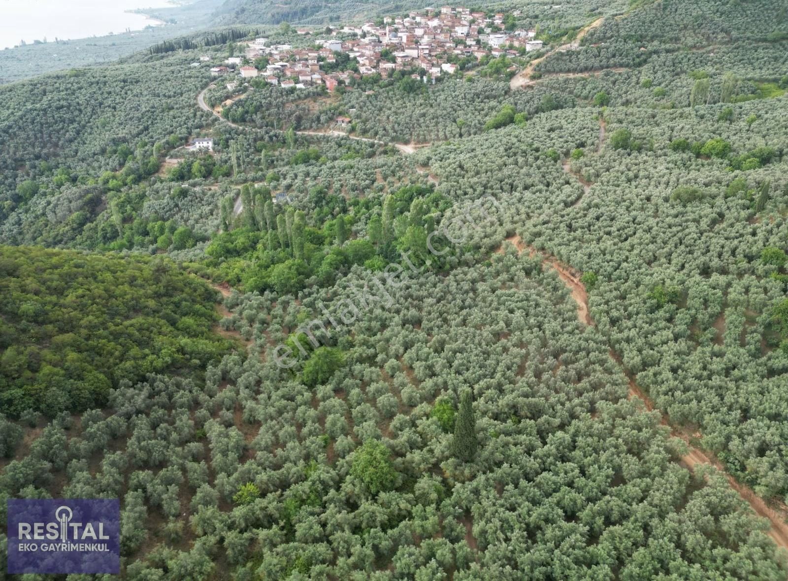 Acilll İznik Müşküle Köye Ve Göle Yakın Satılık Zeytinlik - Görsel 3