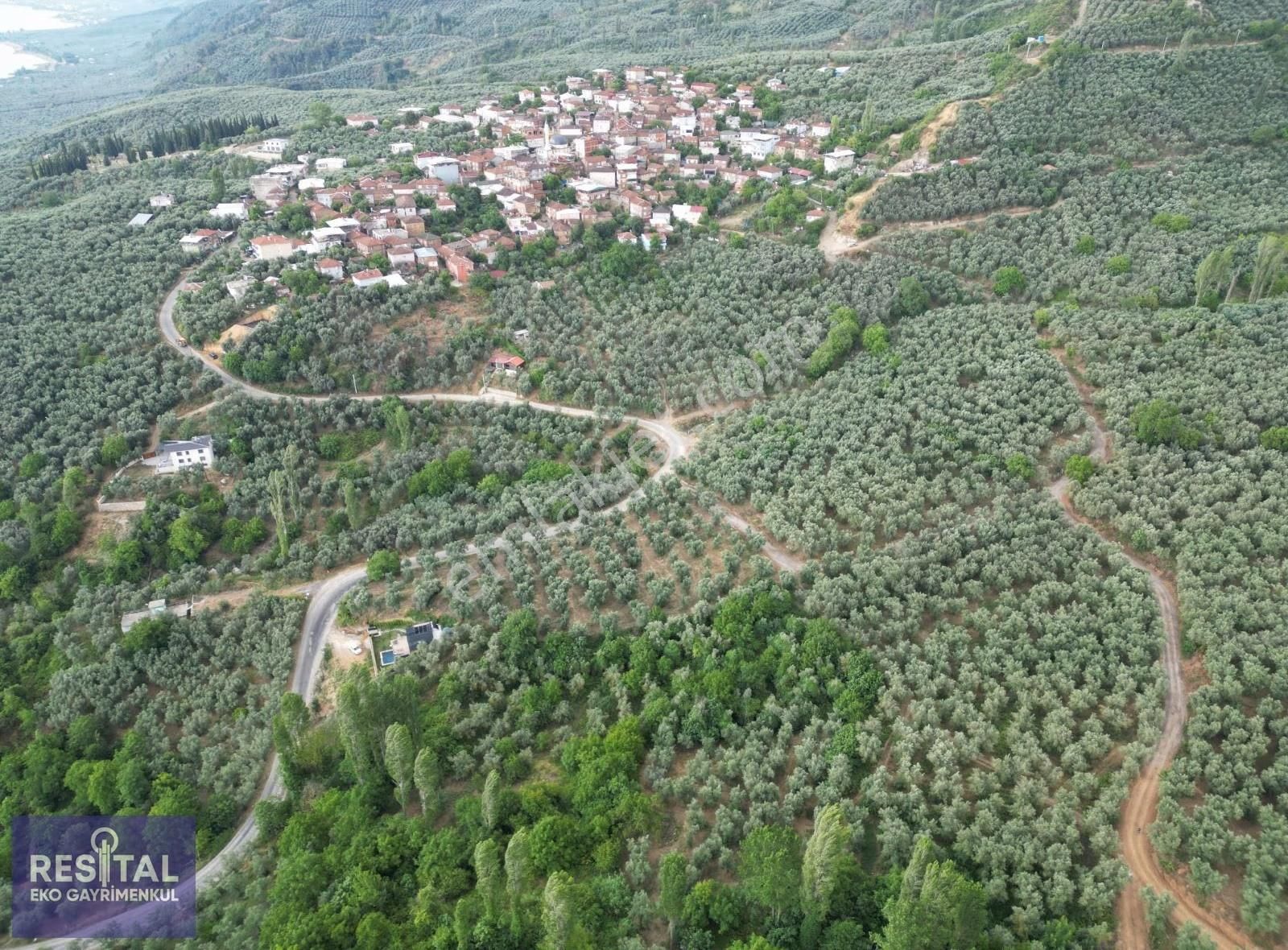 Acilll İznik Müşküle Köye Ve Göle Yakın Satılık Zeytinlik