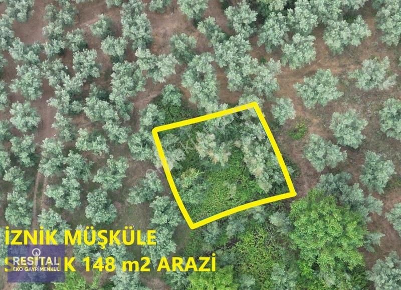 Acilll İznik Müşküle Köye Ve Göle Yakın Satılık Zeytinlik - Görsel 2