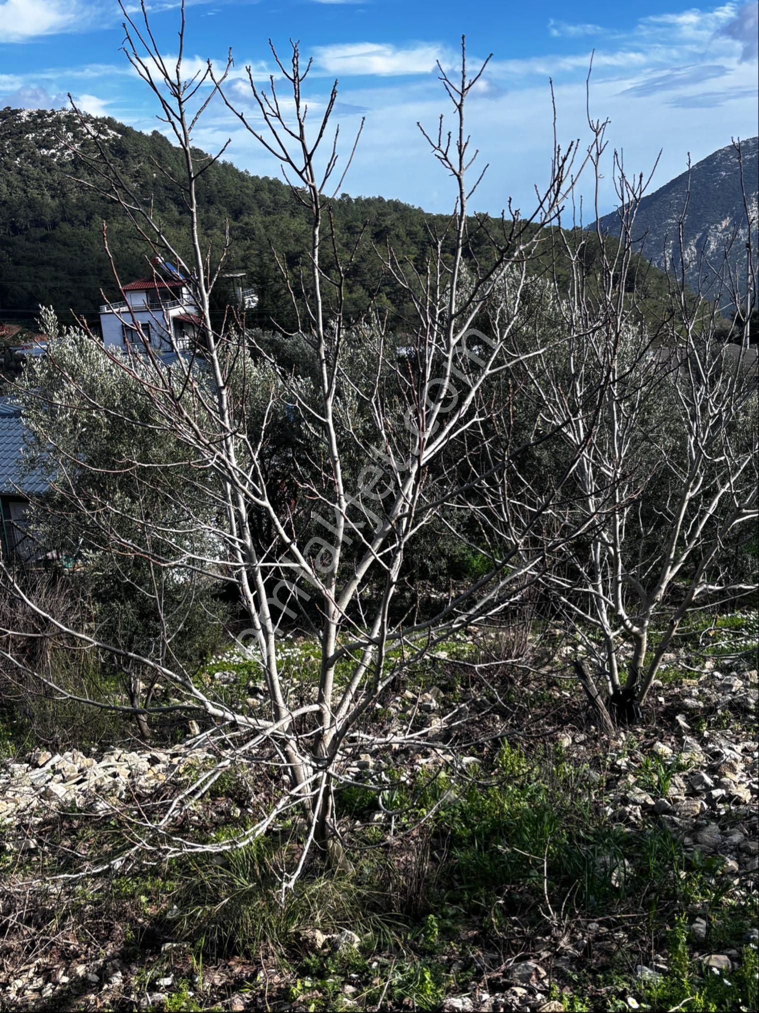 Yatırımlık Arsa+ev Manzaralı - Görsel 6