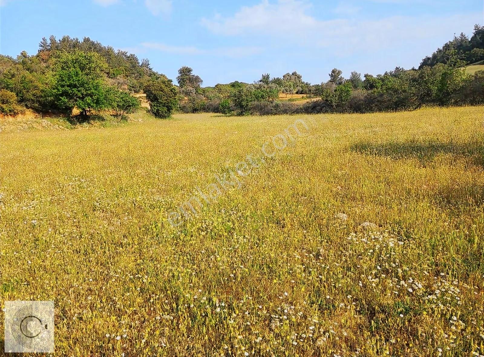 Muğla Menteşe Dağpınar Satılık Tarla - Görsel 9
