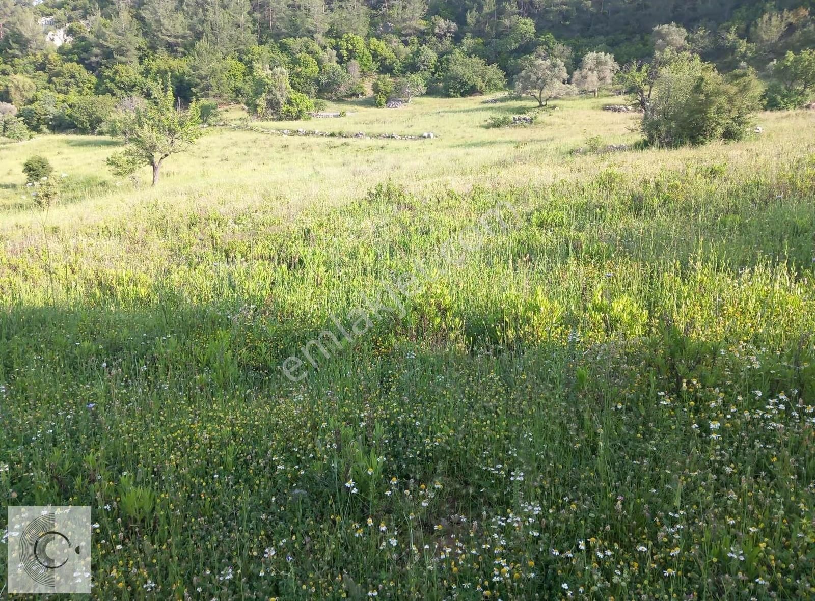 Muğla Menteşe Dağpınar Satılık Tarla - Görsel 8