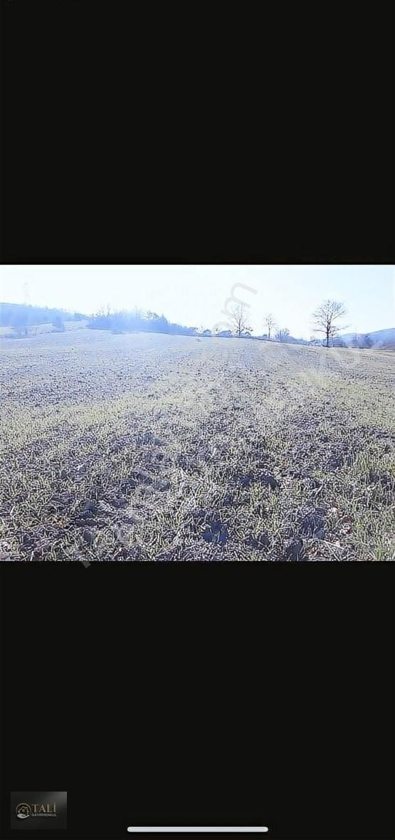 Tali Gayrimenkulden Mudanya Yörükyenicesinde Tarla - Görsel 7