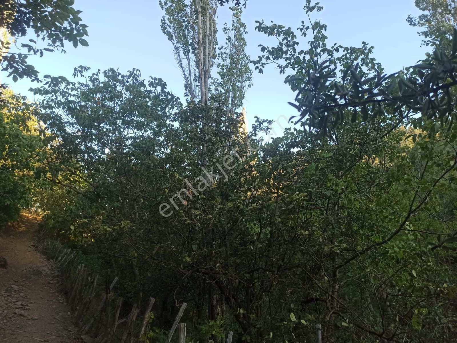 Acil Satılık Kestane Bahçesi Madra