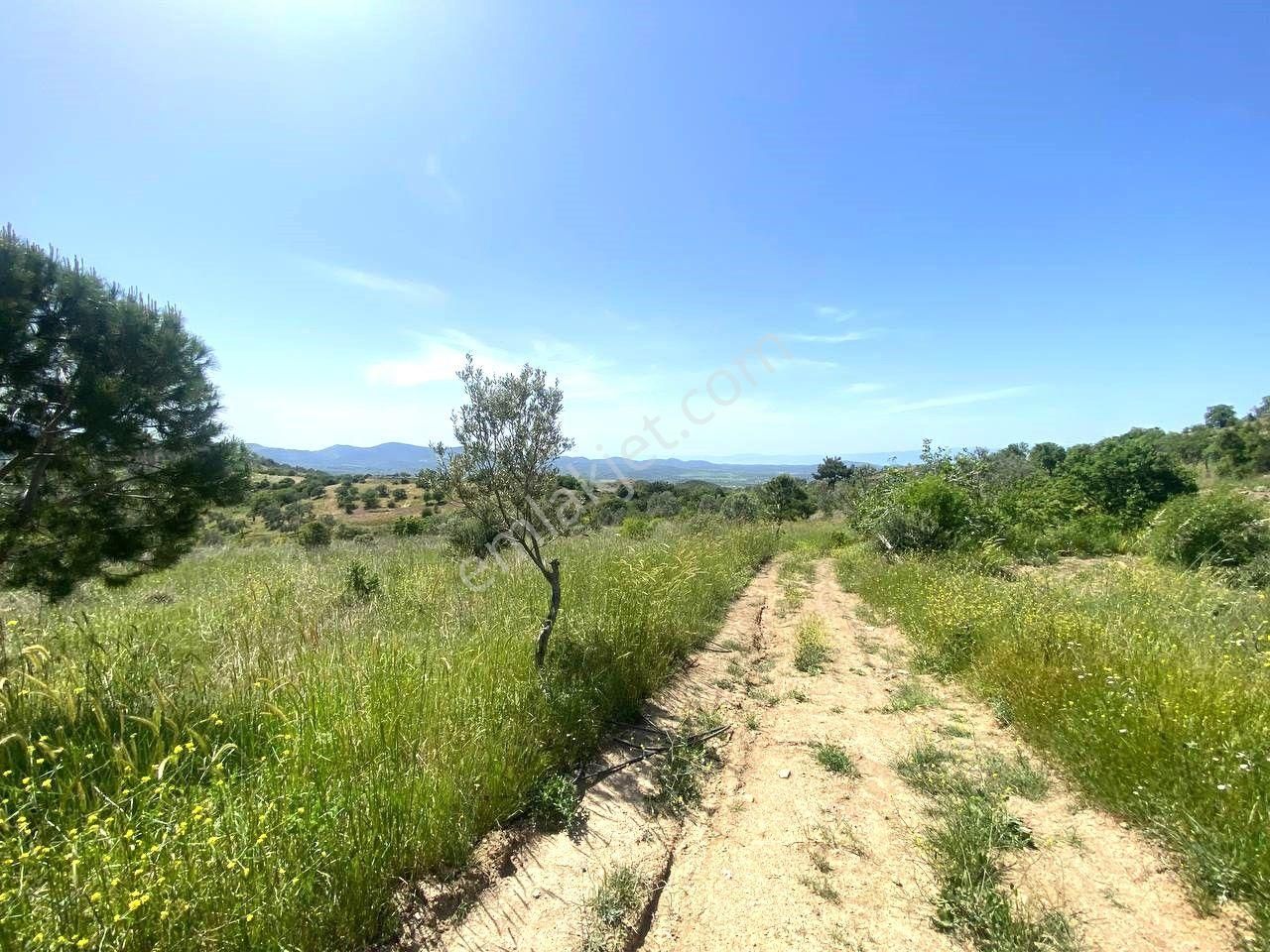 💦 Aktif'ten Burhaniye Kırtıkta Doğa Ve Deniz Manzaralı 40800m2 Satılık Zeytinlik - Görsel 30