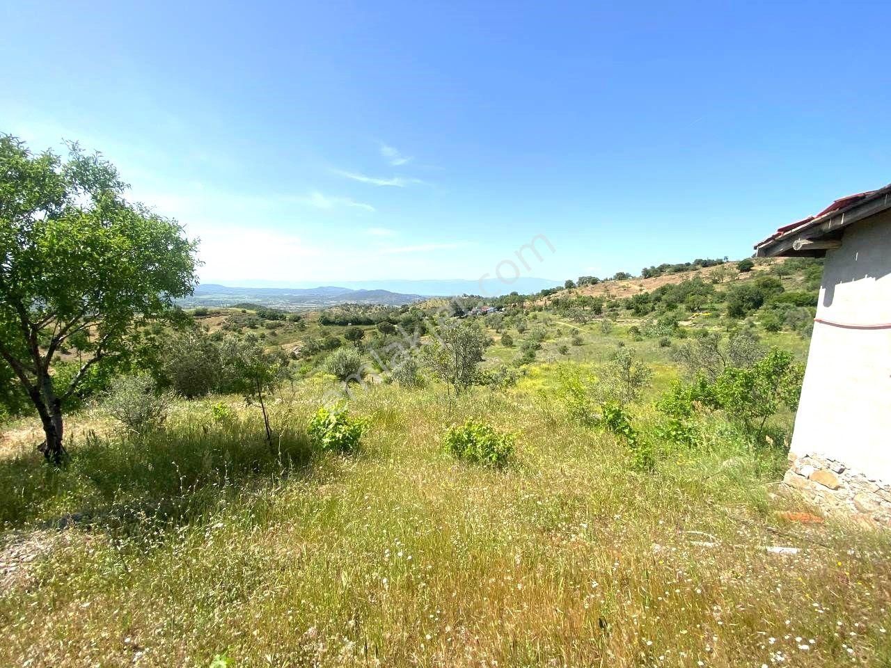 💦 Aktif'ten Burhaniye Kırtıkta Doğa Ve Deniz Manzaralı 40800m2 Satılık Zeytinlik - Görsel 11