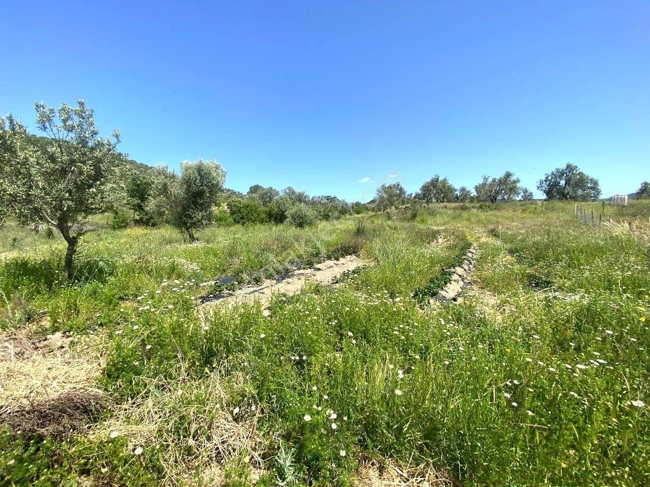 💦 Aktif'ten Burhaniye Kırtıkta Doğa Ve Deniz Manzaralı 40800m2 Satılık Zeytinlik - Görsel 29