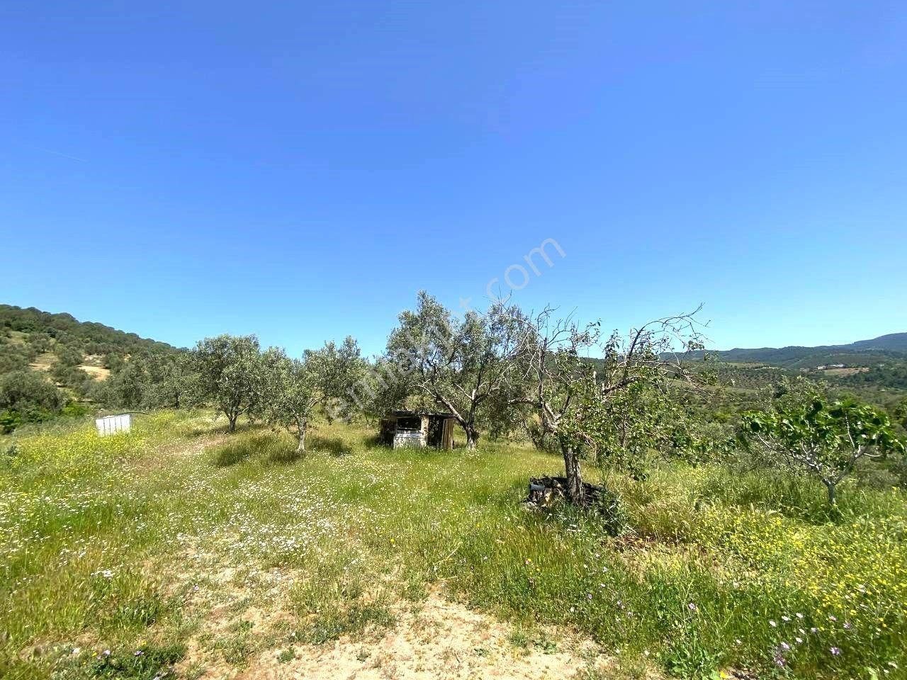 💦 Aktif'ten Burhaniye Kırtıkta Doğa Ve Deniz Manzaralı 40800m2 Satılık Zeytinlik - Görsel 7