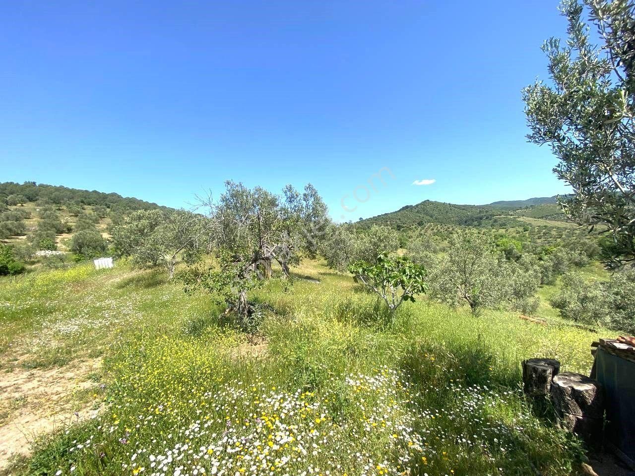 💦 Aktif'ten Burhaniye Kırtıkta Doğa Ve Deniz Manzaralı 40800m2 Satılık Zeytinlik - Görsel 14