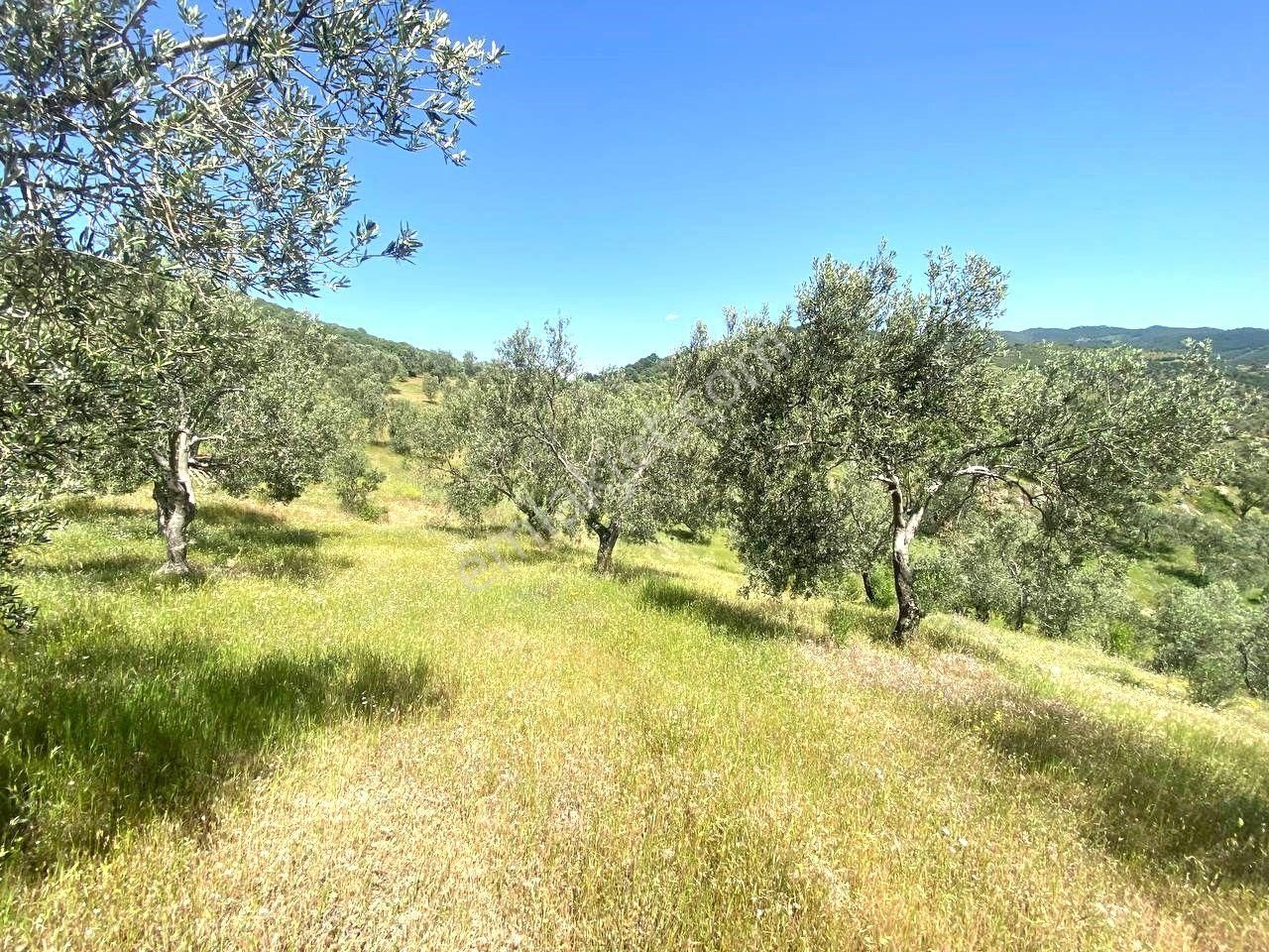💦 Aktif'ten Burhaniye Kırtıkta Doğa Ve Deniz Manzaralı 40800m2 Satılık Zeytinlik - Görsel 17