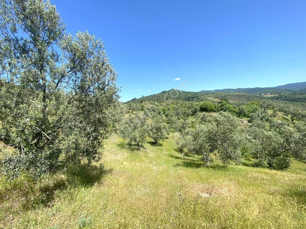 💦 Aktif'ten Burhaniye Kırtıkta Doğa Ve Deniz Manzaralı 40800m2 Satılık Zeytinlik - Görsel 19