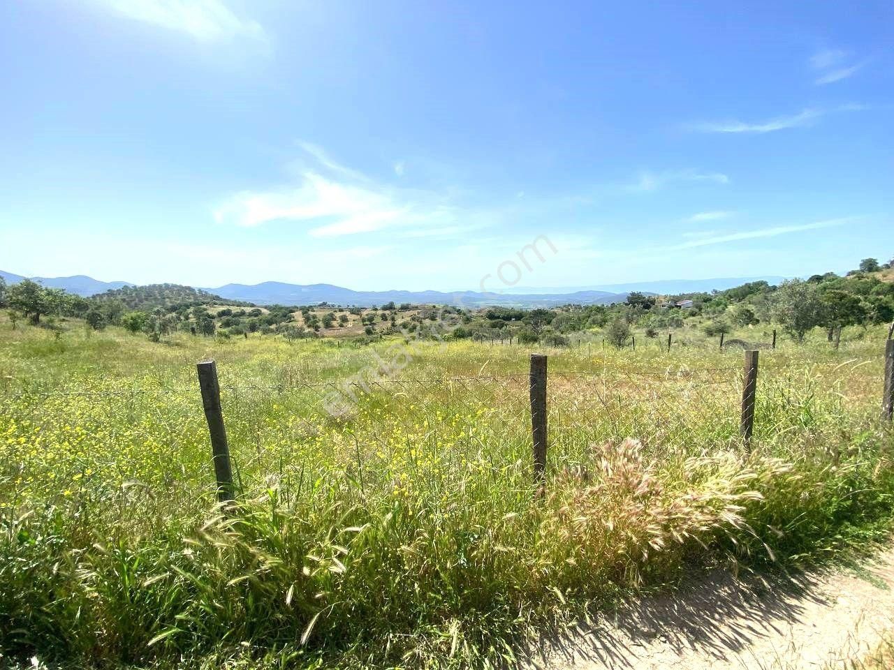 💦 Aktif'ten Burhaniye Kırtıkta Doğa Ve Deniz Manzaralı 40800m2 Satılık Zeytinlik - Görsel 4