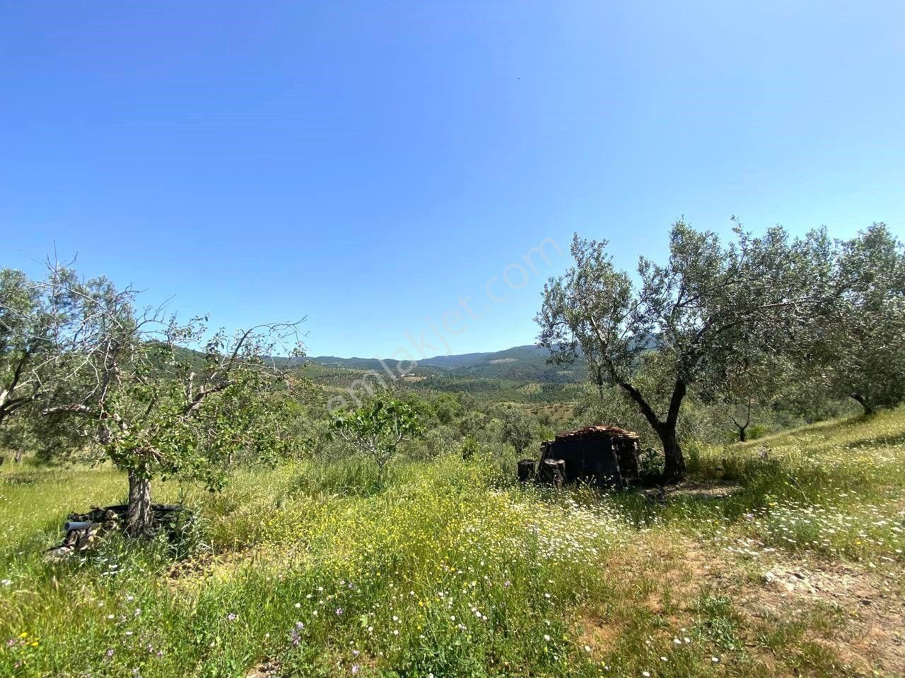 💦 Aktif'ten Burhaniye Kırtıkta Doğa Ve Deniz Manzaralı 40800m2 Satılık Zeytinlik - Görsel 6