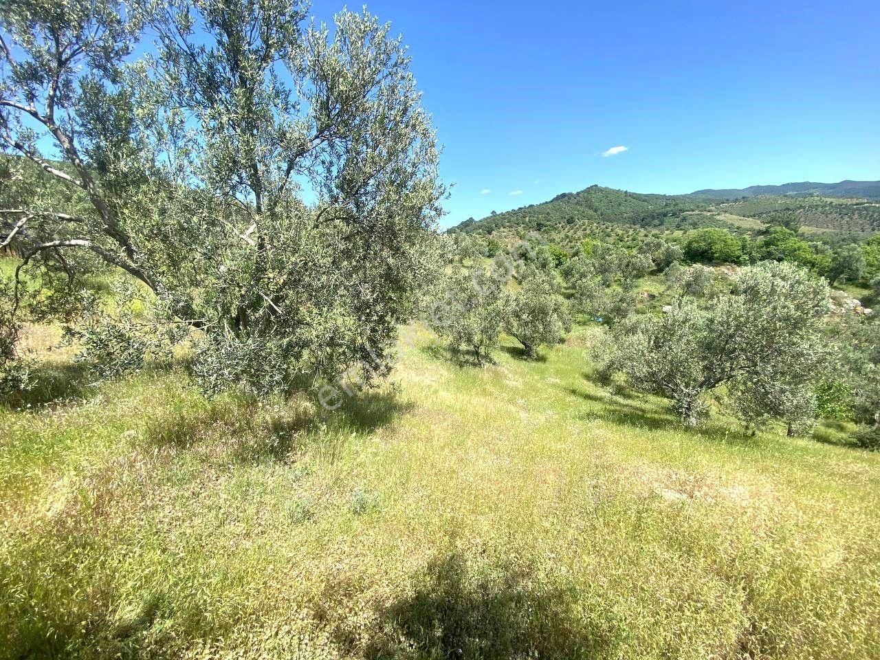 💦 Aktif'ten Burhaniye Kırtıkta Doğa Ve Deniz Manzaralı 40800m2 Satılık Zeytinlik - Görsel 21