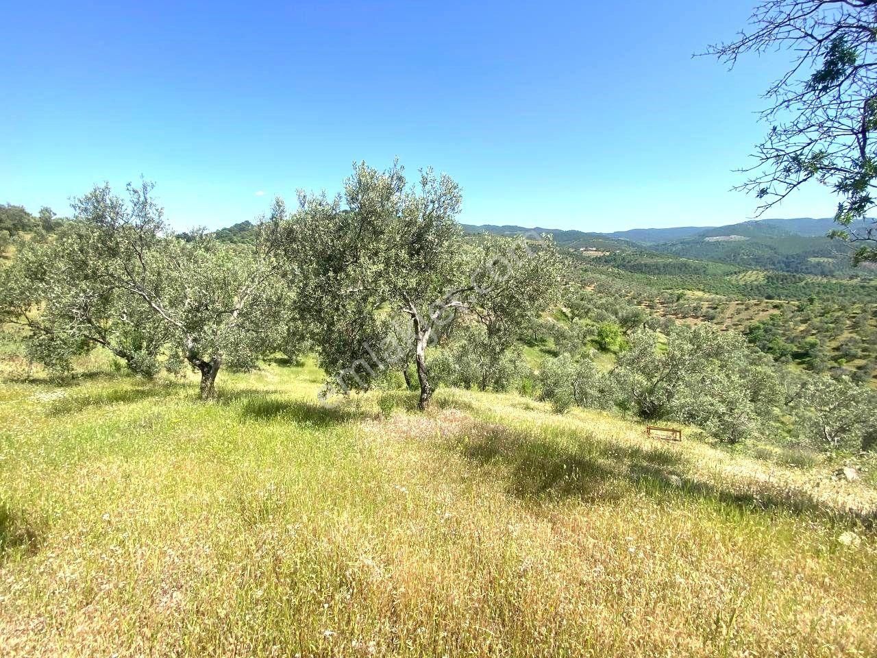 💦 Aktif'ten Burhaniye Kırtıkta Doğa Ve Deniz Manzaralı 40800m2 Satılık Zeytinlik - Görsel 18