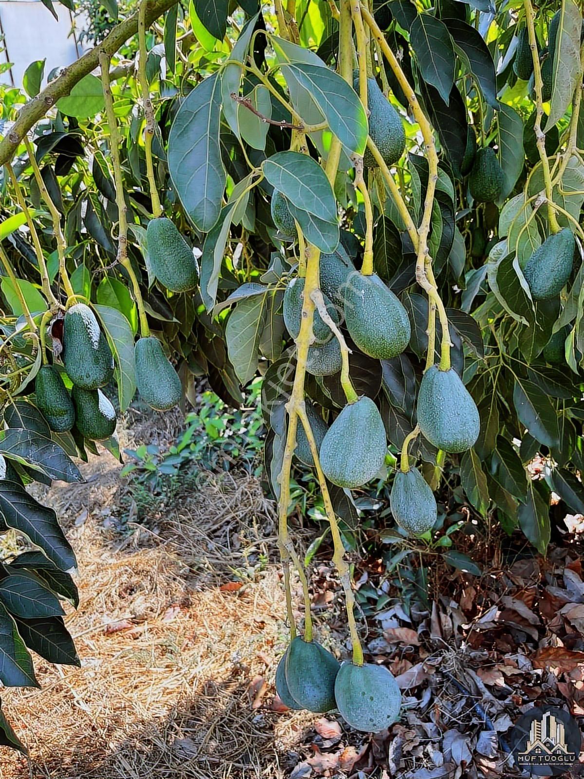 Satılık Avokado Bahçesi 3 Dönüm Merkeze Yakın - Görsel 11