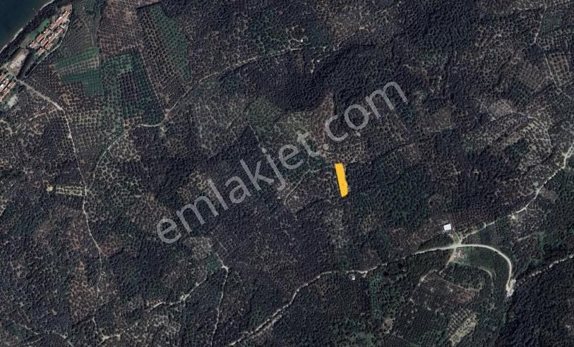 Çalışkanlar Gyo' Dan Edincikte Satılık 450 M2 Zeytinlik - Görsel 7
