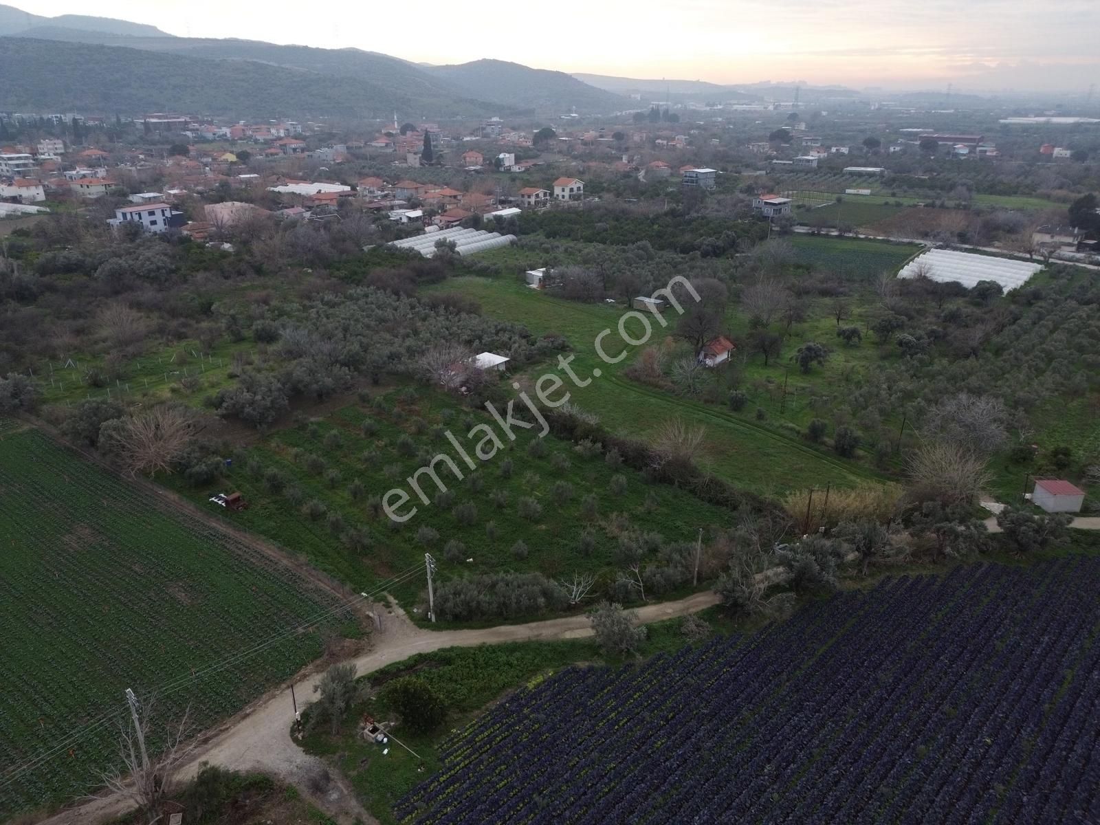 Yayla'da Satılık 2845m2 Zeytinlik, İmar Sınırı - Fırsat Arazi! - Görsel 15