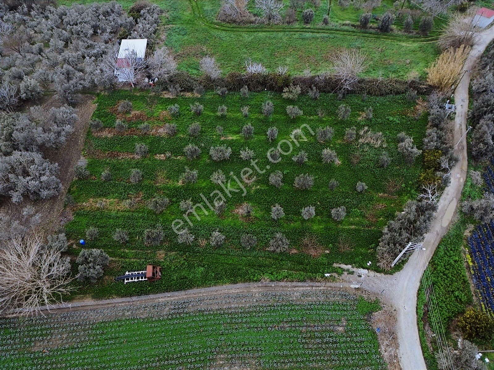 Yayla'da Satılık 2845m2 Zeytinlik, İmar Sınırı - Fırsat Arazi! - Görsel 4