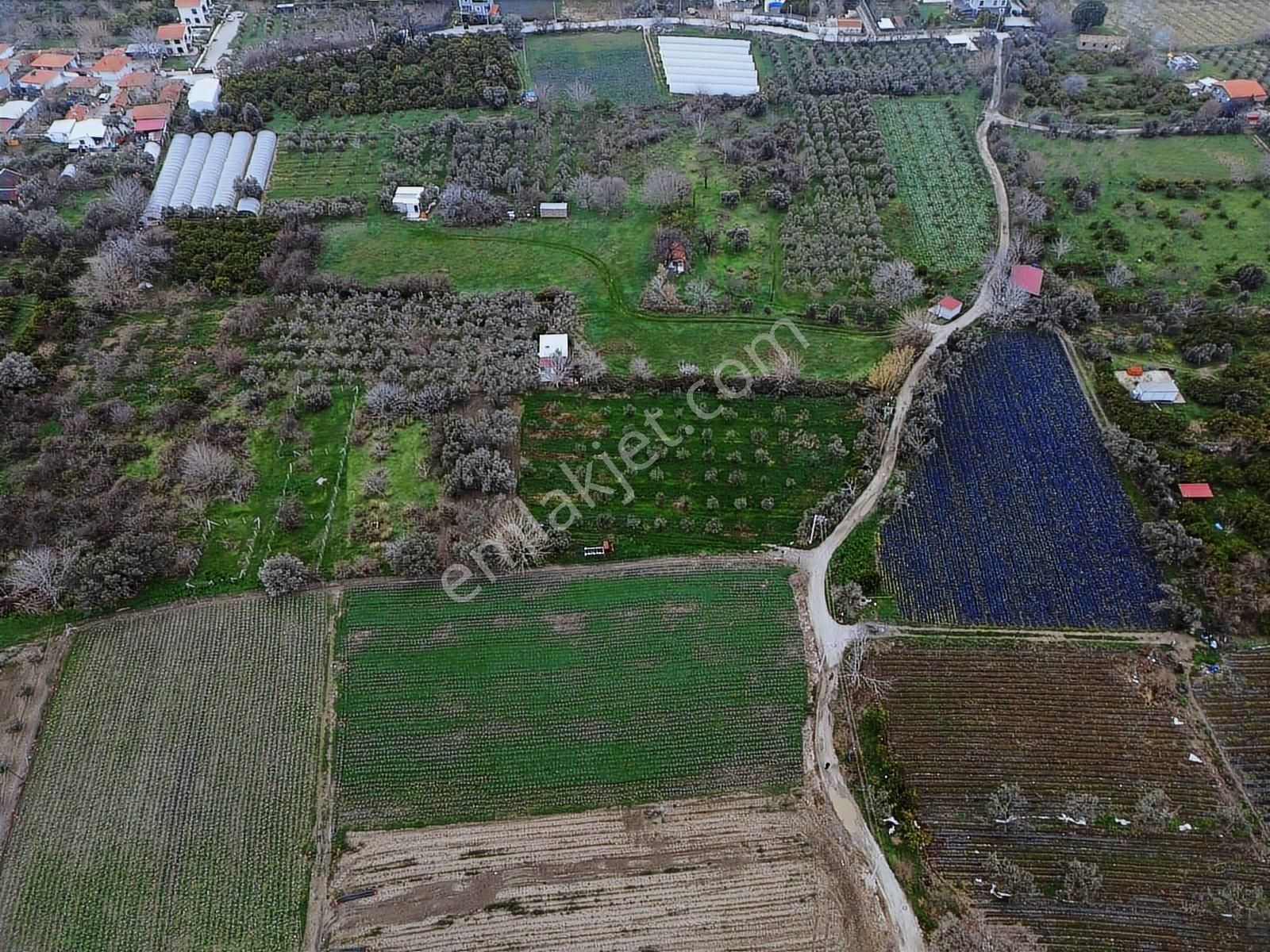 Yayla'da Satılık 2845m2 Zeytinlik, İmar Sınırı - Fırsat Arazi! - Görsel 20