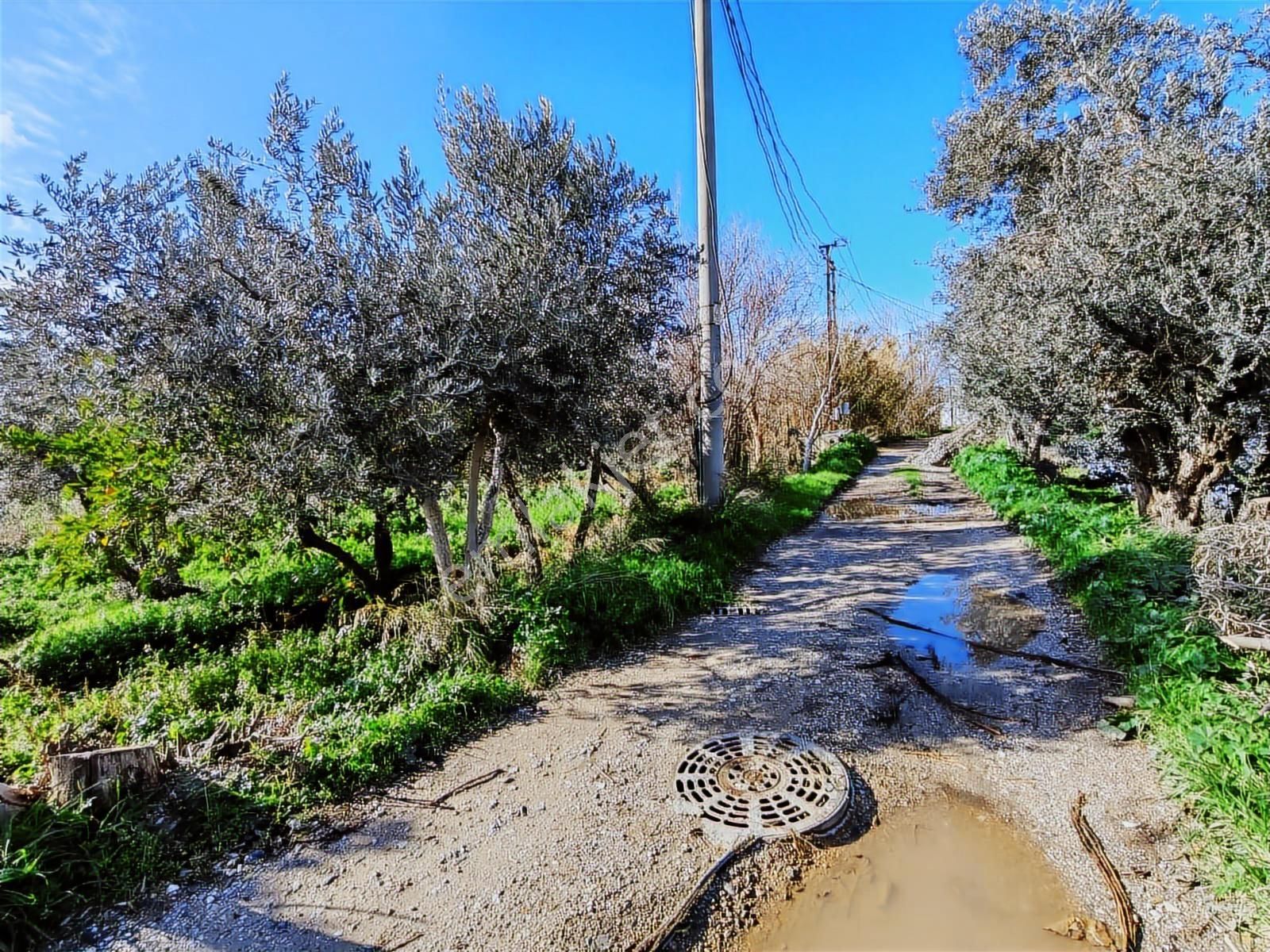 Yayla'da Satılık 2845m2 Zeytinlik, İmar Sınırı - Fırsat Arazi! - Görsel 27