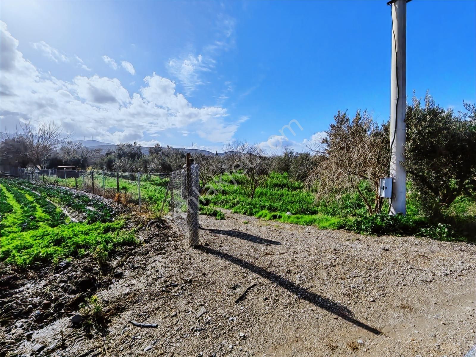 Yayla'da Satılık 2845m2 Zeytinlik, İmar Sınırı - Fırsat Arazi! - Görsel 24