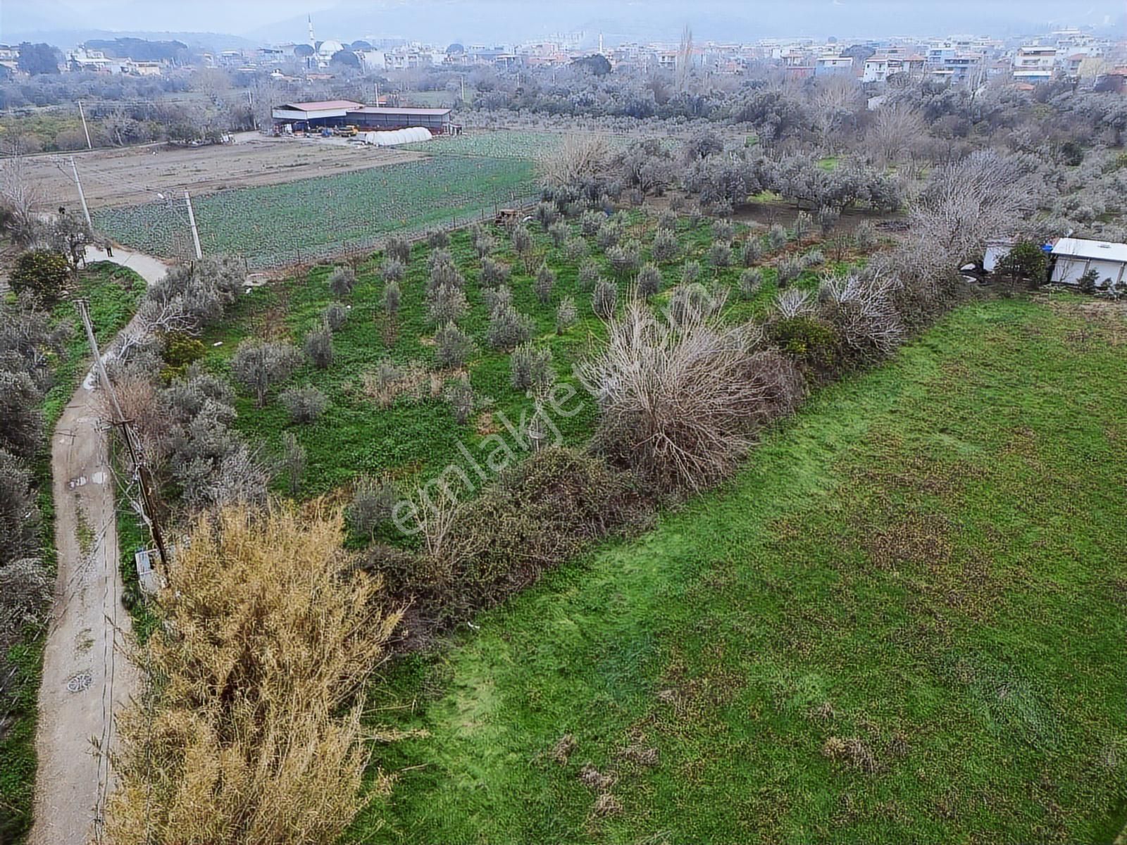 Yayla'da Satılık 2845m2 Zeytinlik, İmar Sınırı - Fırsat Arazi! - Görsel 35