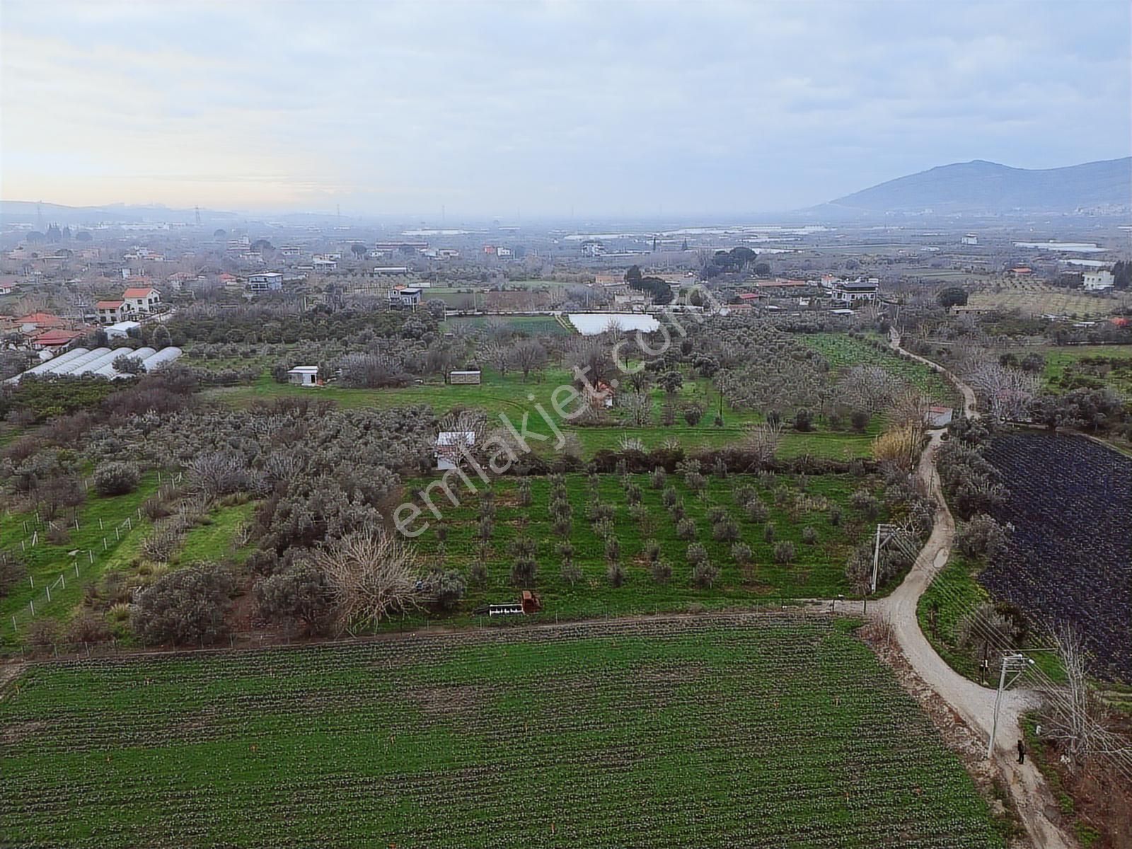 Yayla'da Satılık 2845m2 Zeytinlik, İmar Sınırı - Fırsat Arazi! - Görsel 5