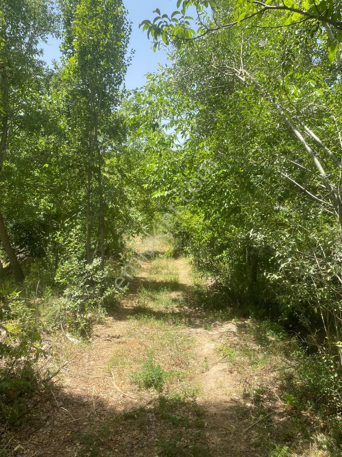 Burdur Ağlasun İlçesi Yeşilbaşköy De Ceviz Bahçesi - Görsel 8