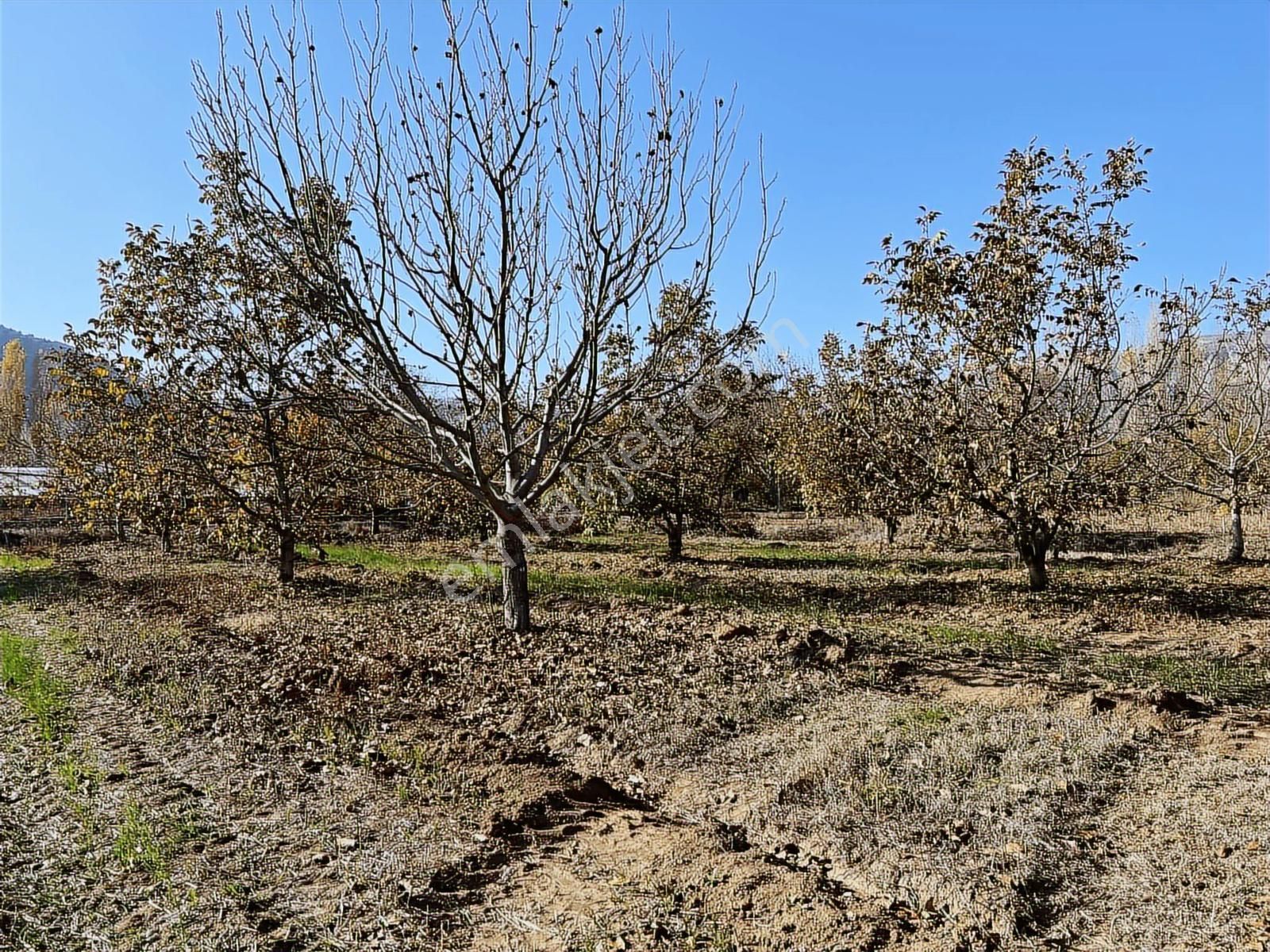 Satılık Yatırımlık İçinde Ceviz Ağaçları Bulunan Arazi - Görsel 7