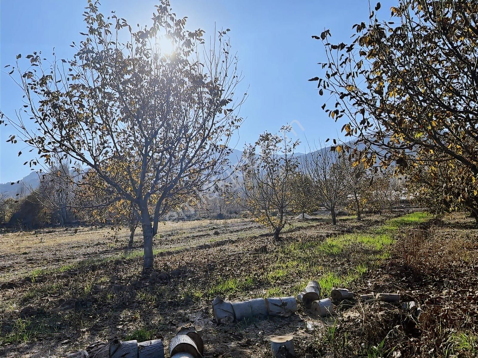 Satılık Yatırımlık İçinde Ceviz Ağaçları Bulunan Arazi - Görsel 3