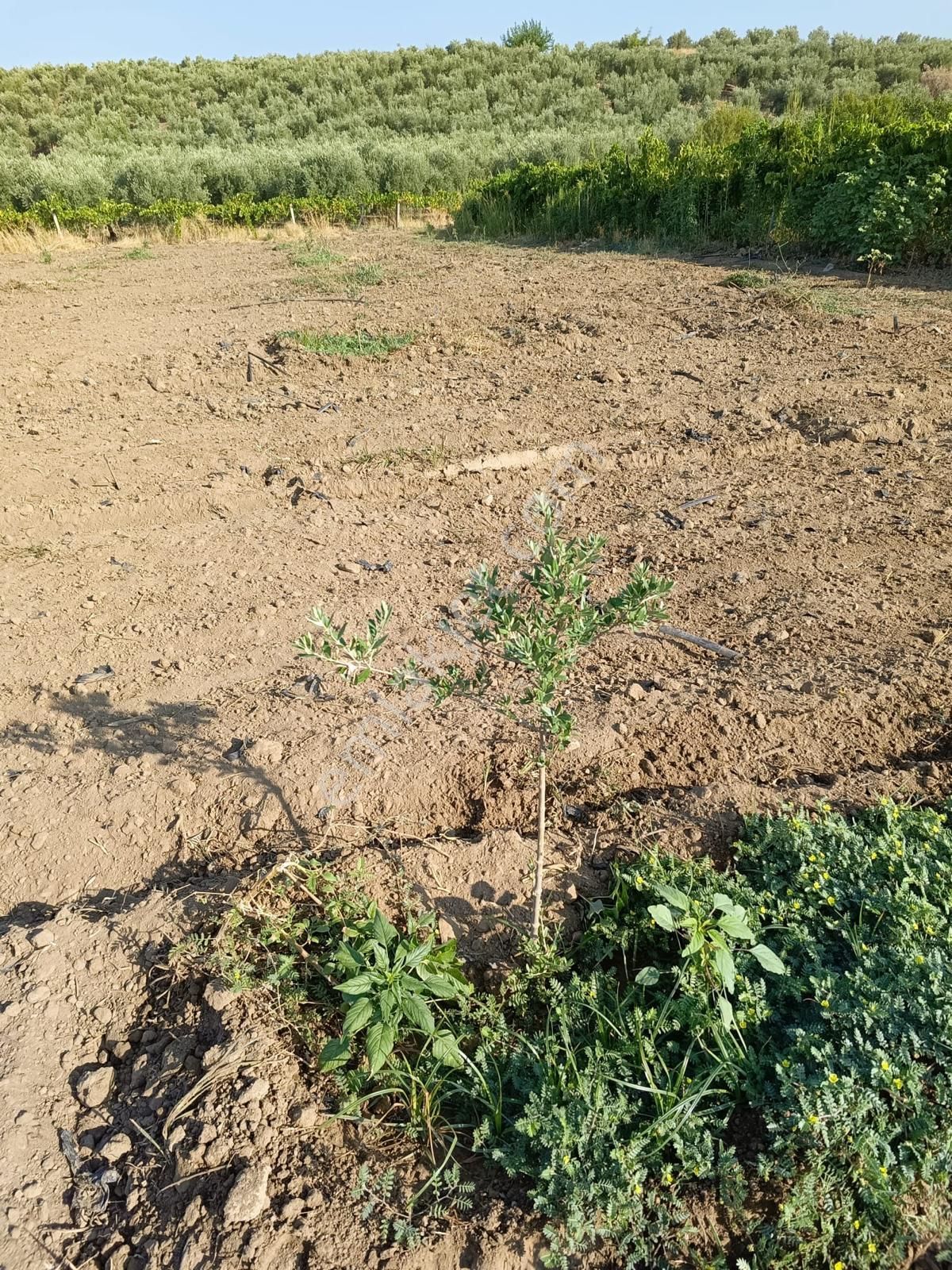 Çapaklı Uzunalan Mevkii 10674 M2 Satılık Zeytinlik - Görsel 2