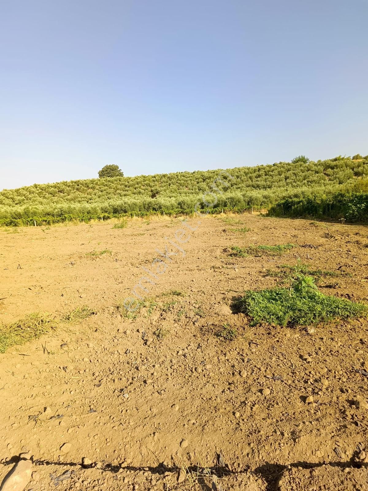 Çapaklı Uzunalan Mevkii 10674 M2 Satılık Zeytinlik - Görsel 11