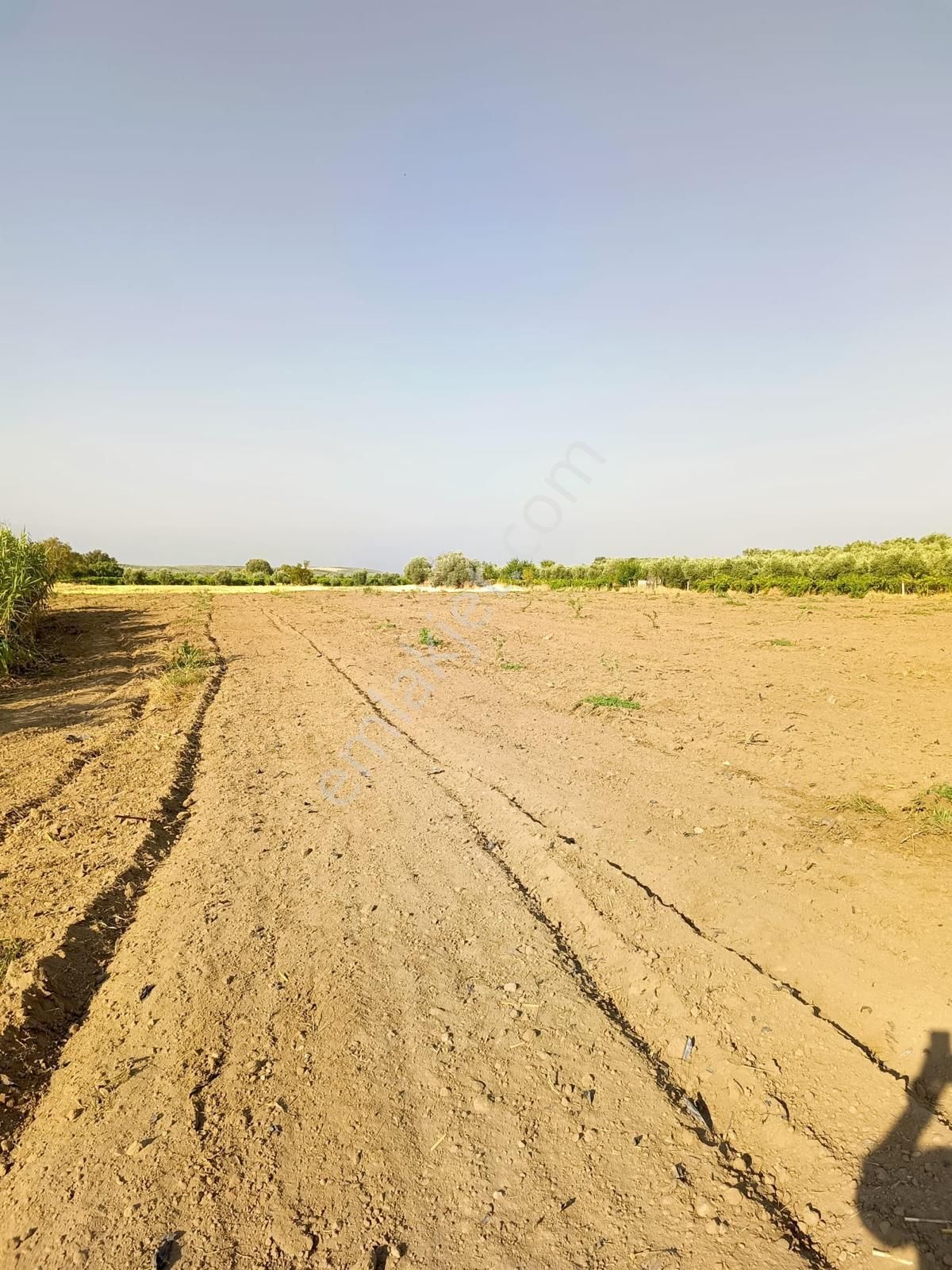 Çapaklı Uzunalan Mevkii 10674 M2 Satılık Zeytinlik - Görsel 9