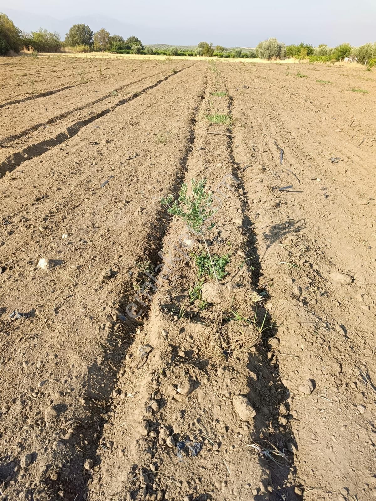 Çapaklı Uzunalan Mevkii 10674 M2 Satılık Zeytinlik - Görsel 14