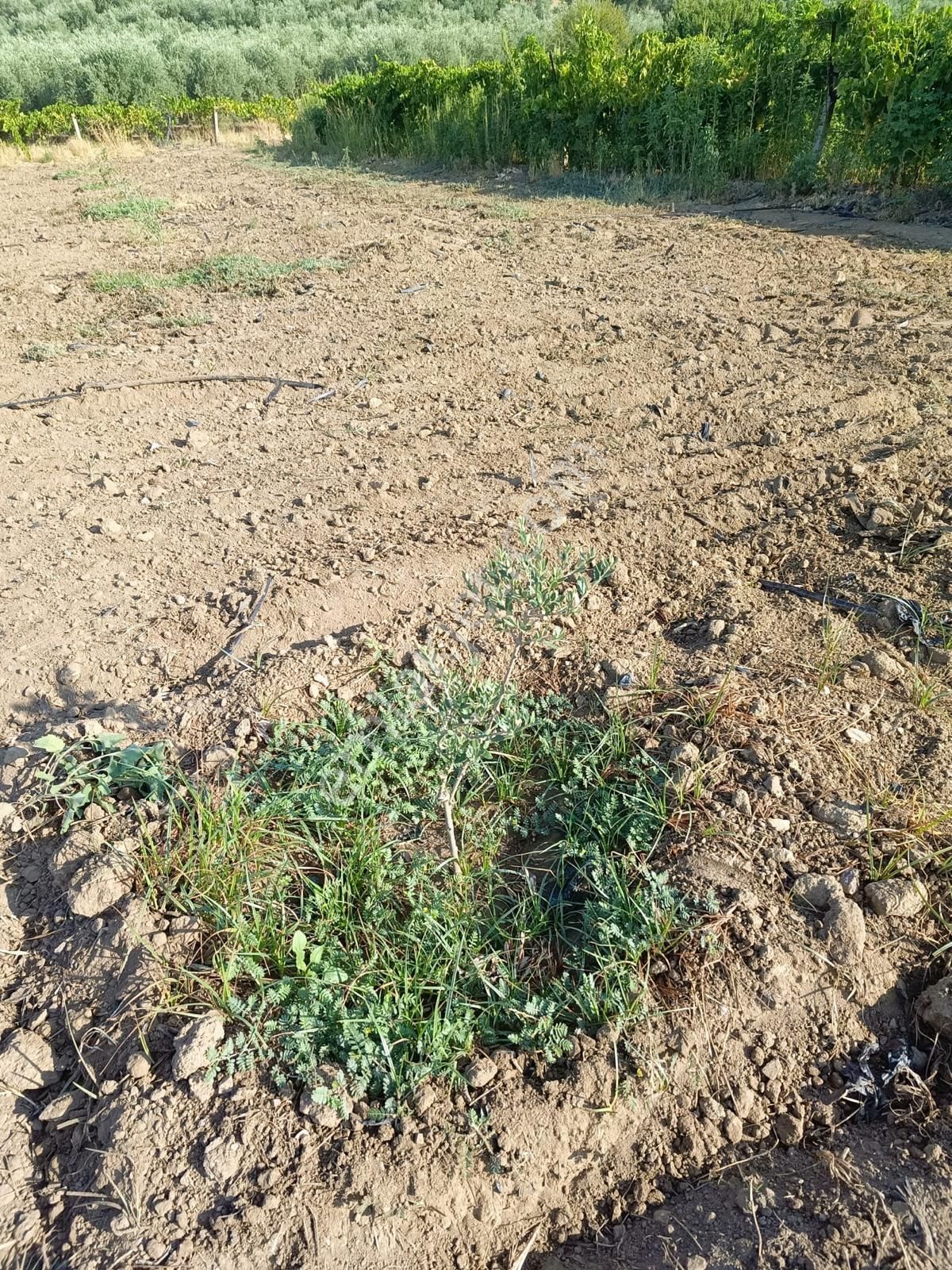 Çapaklı Uzunalan Mevkii 10674 M2 Satılık Zeytinlik - Görsel 4