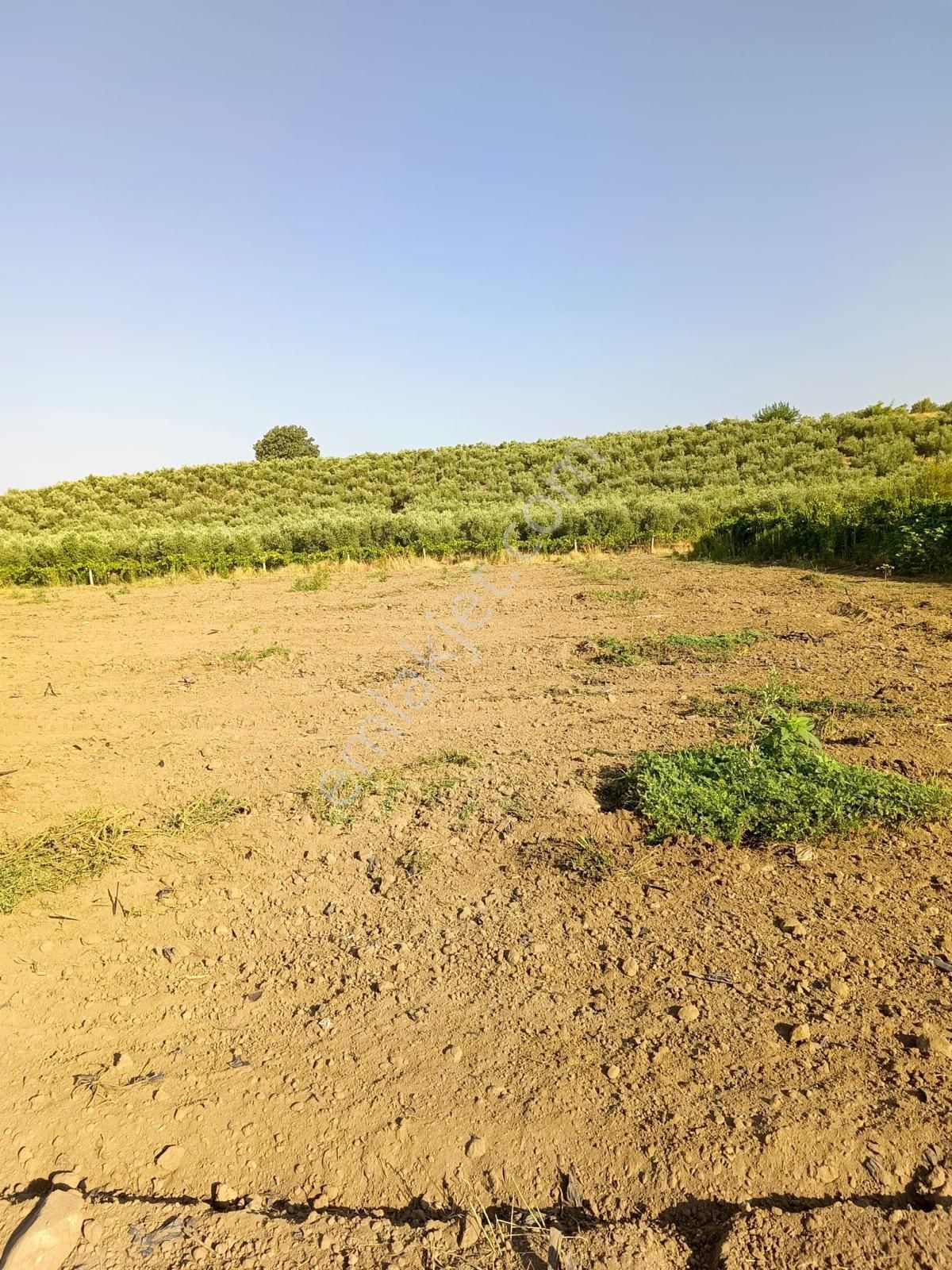 Çapaklı Uzunalan Mevkii 10674 M2 Satılık Zeytinlik - Görsel 6