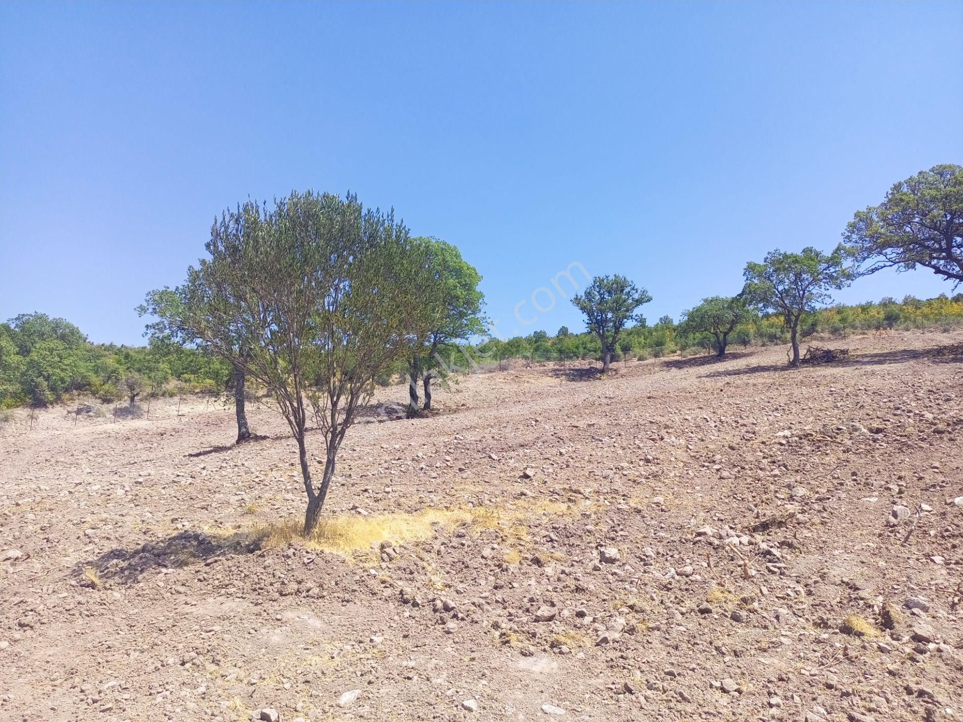 Bergama Durmuşlar'da Göl Manzaralı Müstakil Parsel Tek Tapu 7620m2 Arazimiz Satılıktır - Görsel 12