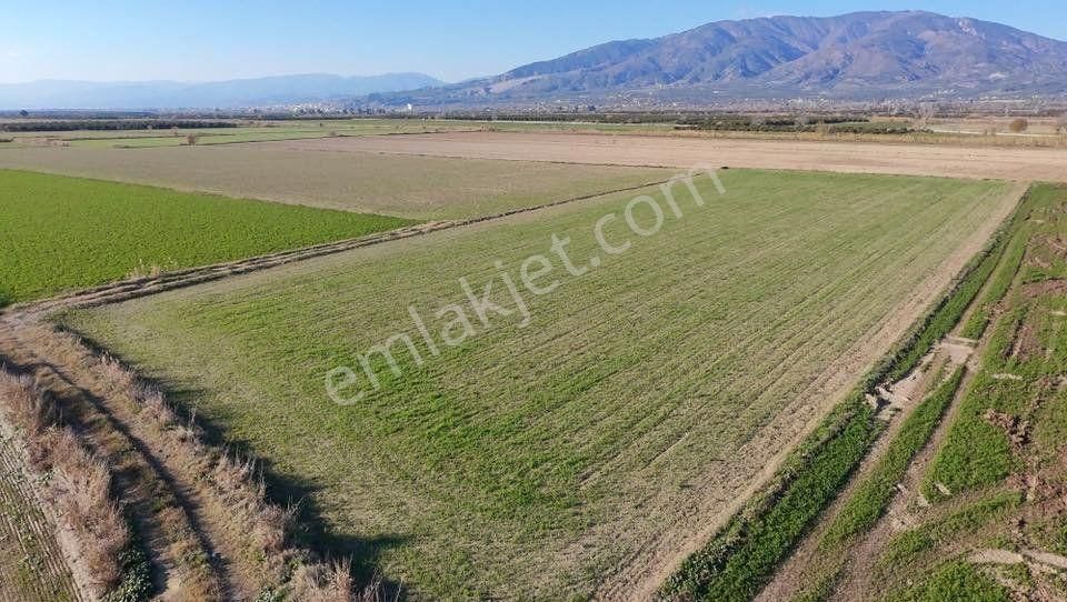Aydın Kuyucak Karapınar’da Otoban Kenarı Satılık Tarla - Görsel 5