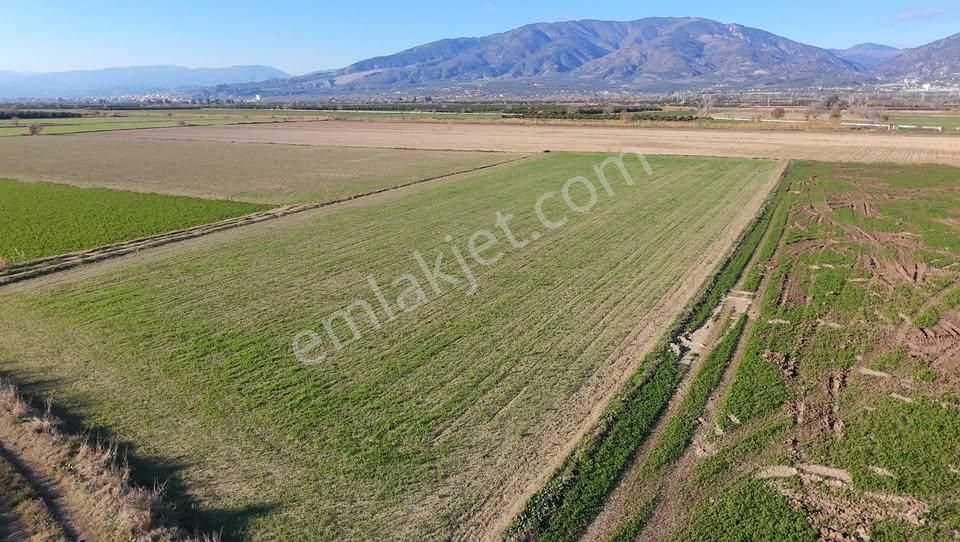 Aydın Kuyucak Karapınar’da Otoban Kenarı Satılık Tarla - Görsel 4